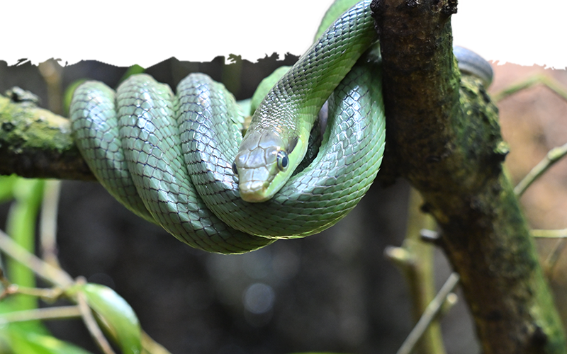 Serpent vert arboricole délicatement enroulé autour d'une branche dans son terrarium au Zoo de Jurques.