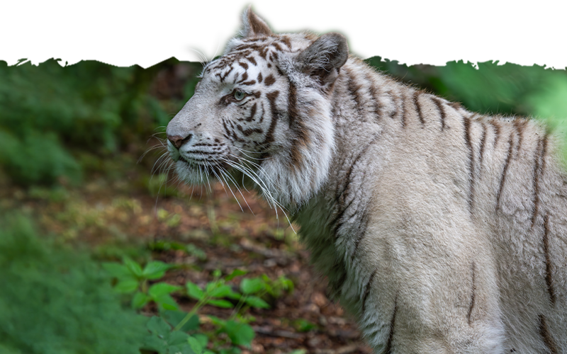 Infographie sur le Tigre blanc présentant ses spécificités génétiques, sa morphologie et des explications sur le leucisme.