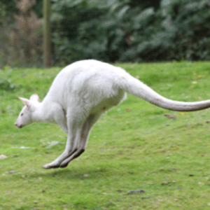 vignette Wallaby de bennett