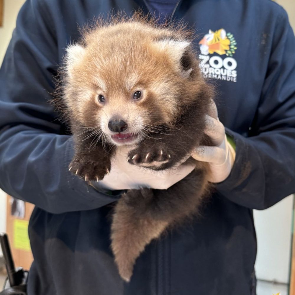 Vignette Red panda