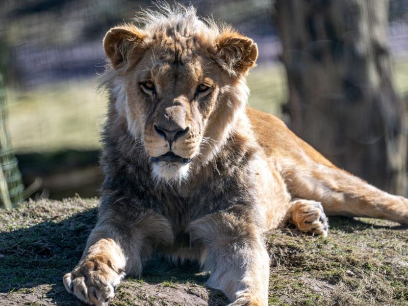 vignette Repas des lions d’Angola