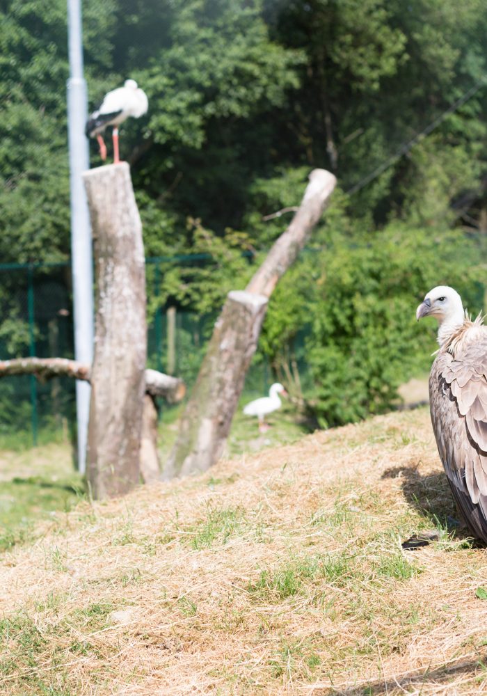 Vignette Les îles <br> aux singes