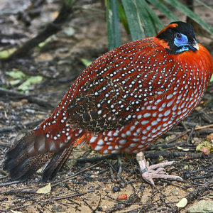 vignette Tragopan de temminck