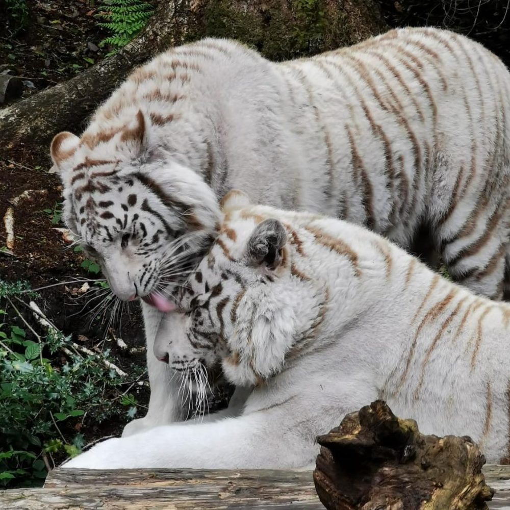 Vignette Tigre blanc