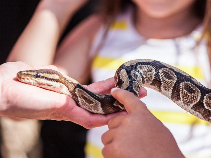 vignette Le contact avec les serpents