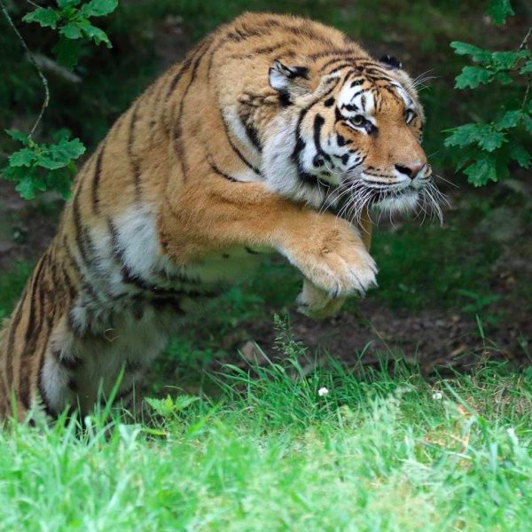 Abonnement Zoo à l’année