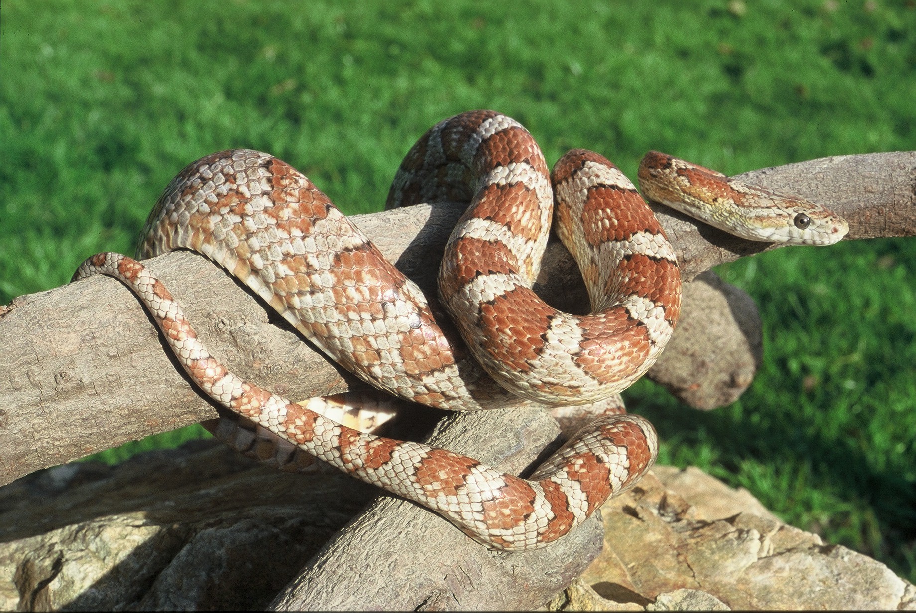 Village des reptiles