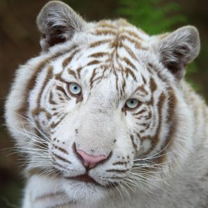 vignette TIGRE BLANC