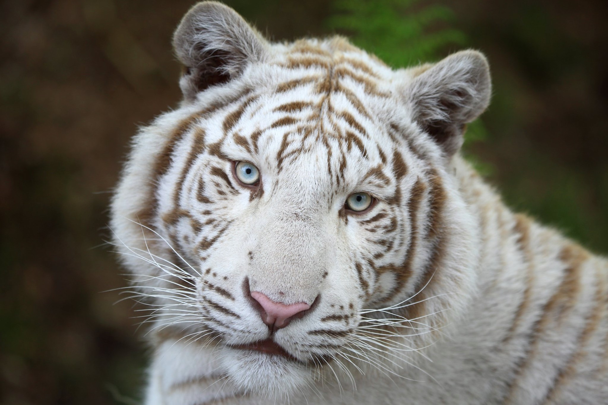 Tigre Blanc Zoo De Jurques