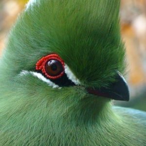 vignette TOURACO VERT