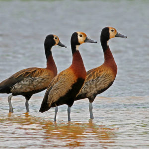 vignette DENDROCYGNE VEUF