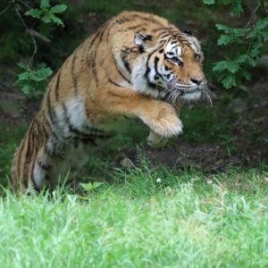 vignette TIGRE DE SIBÉRIE