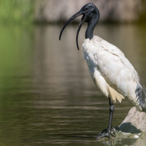 vignette IBIS SACRÉ