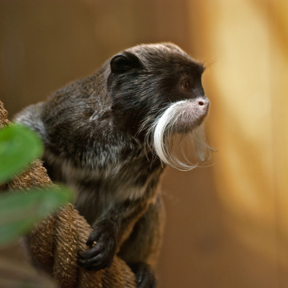 Tamarin empereur - Nature et Zoo : l'actualité des zoos en France