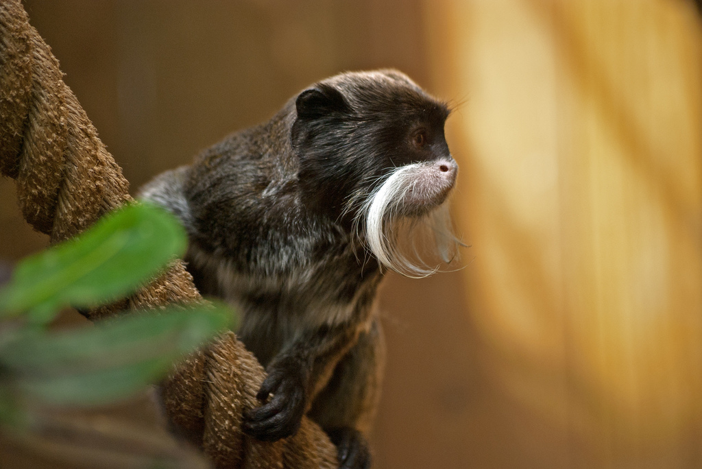 Petits singes