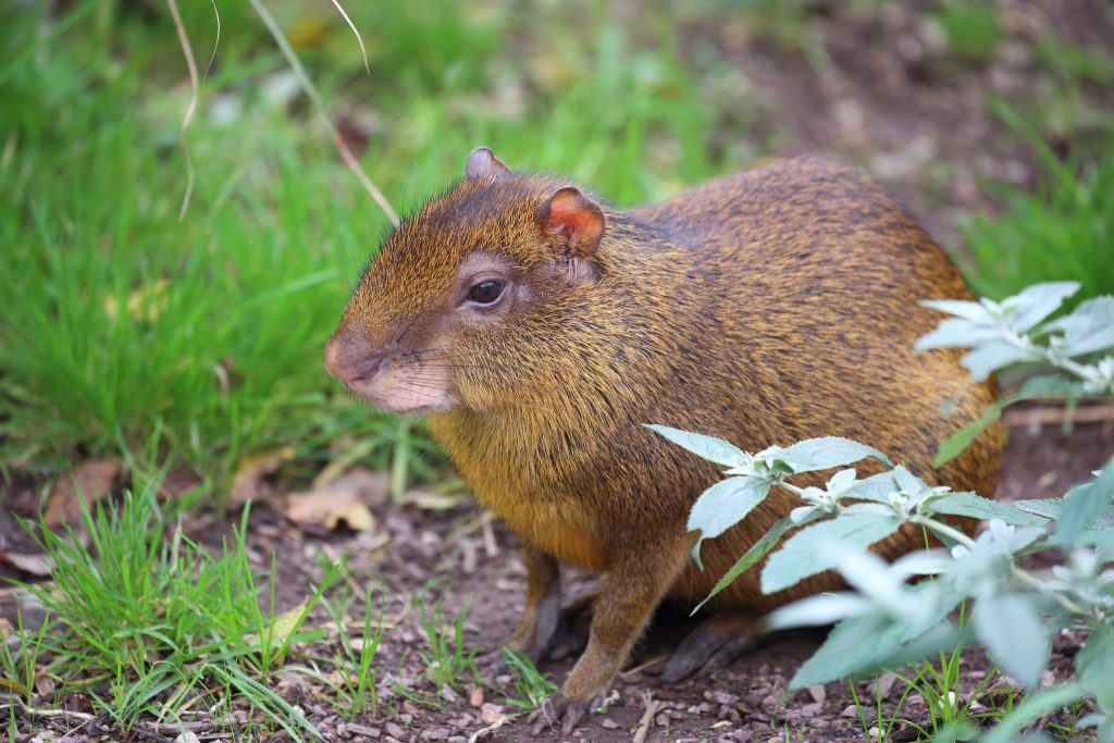 Agouti ponctué - Mode de vie et alimentation