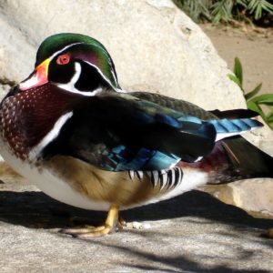 vignette CANARD CAROLIN