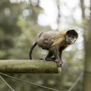 vignette Capucin brun