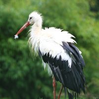 Vignette CIGOGNE BLANCHE