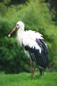 Cigogne blanche