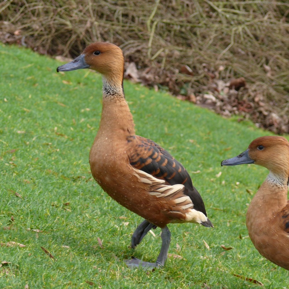 Vignette DENDROCYGNE FAUVE