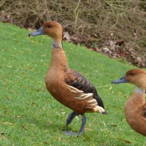 vignette DENDROCYGNE FAUVE