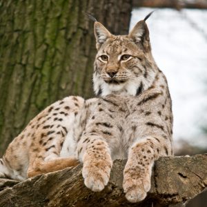 vignette LYNX D’EURASIE