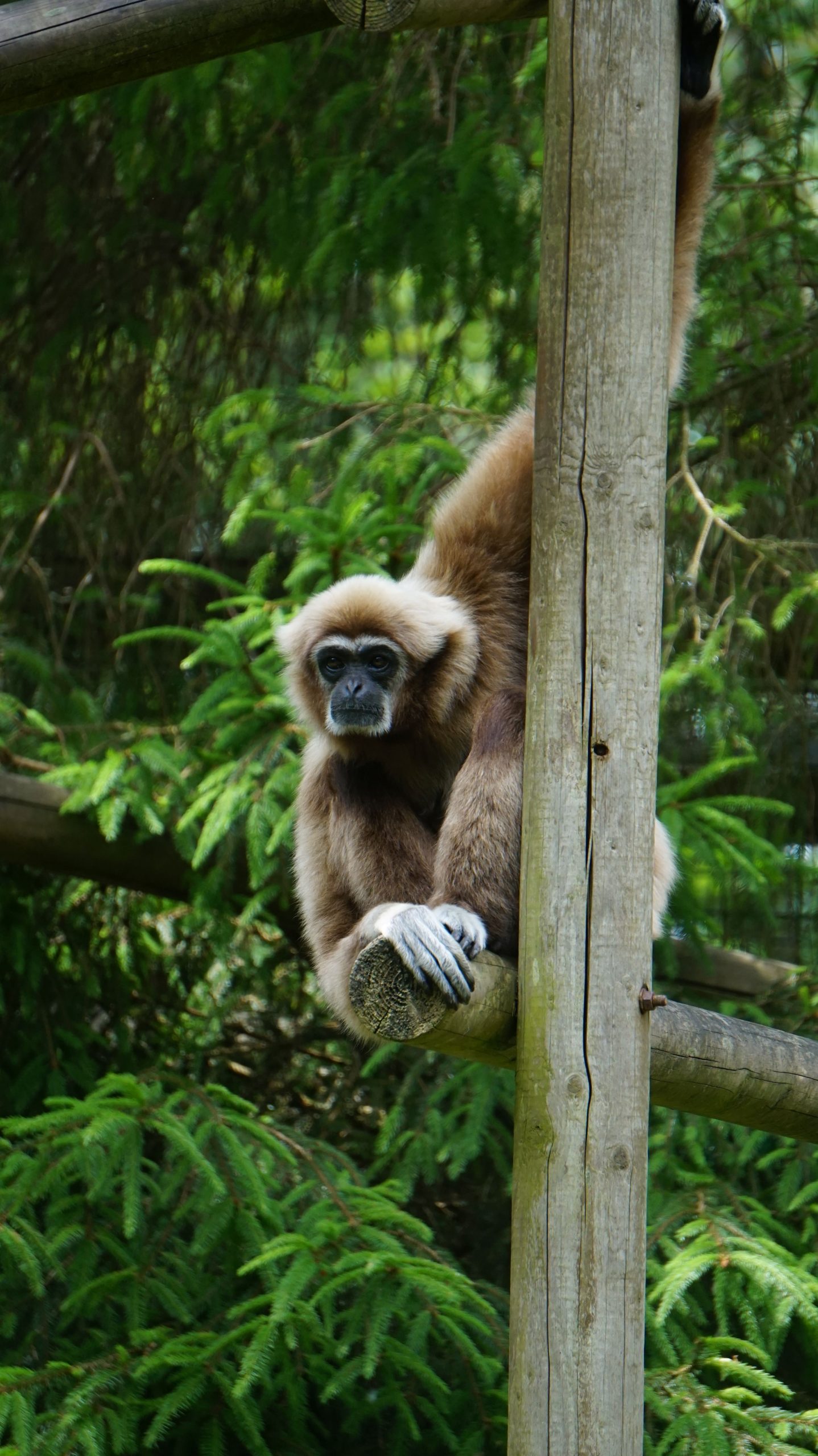 Photo de gibbon à mains blanches du parc de Branféré - Les photos