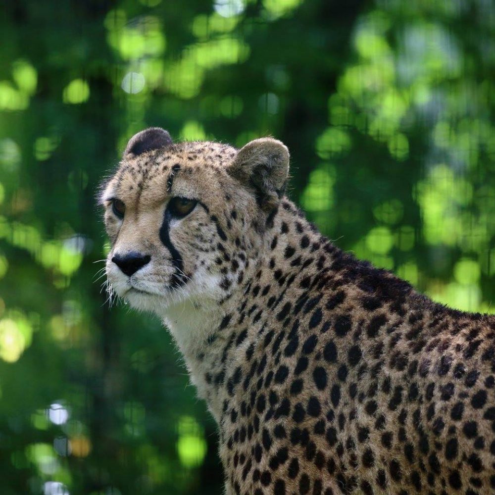 Vignette Guepard