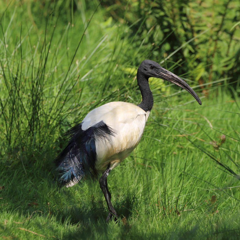 Vignette IBIS SACRÉ