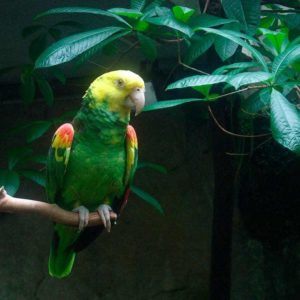 vignette AMAZONE À TÊTE JAUNE