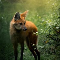 Vignette LOUP À CRINIÈRE