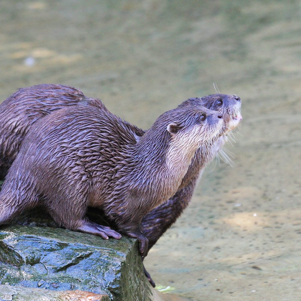 Vignette LOUTRE CENDRÉE