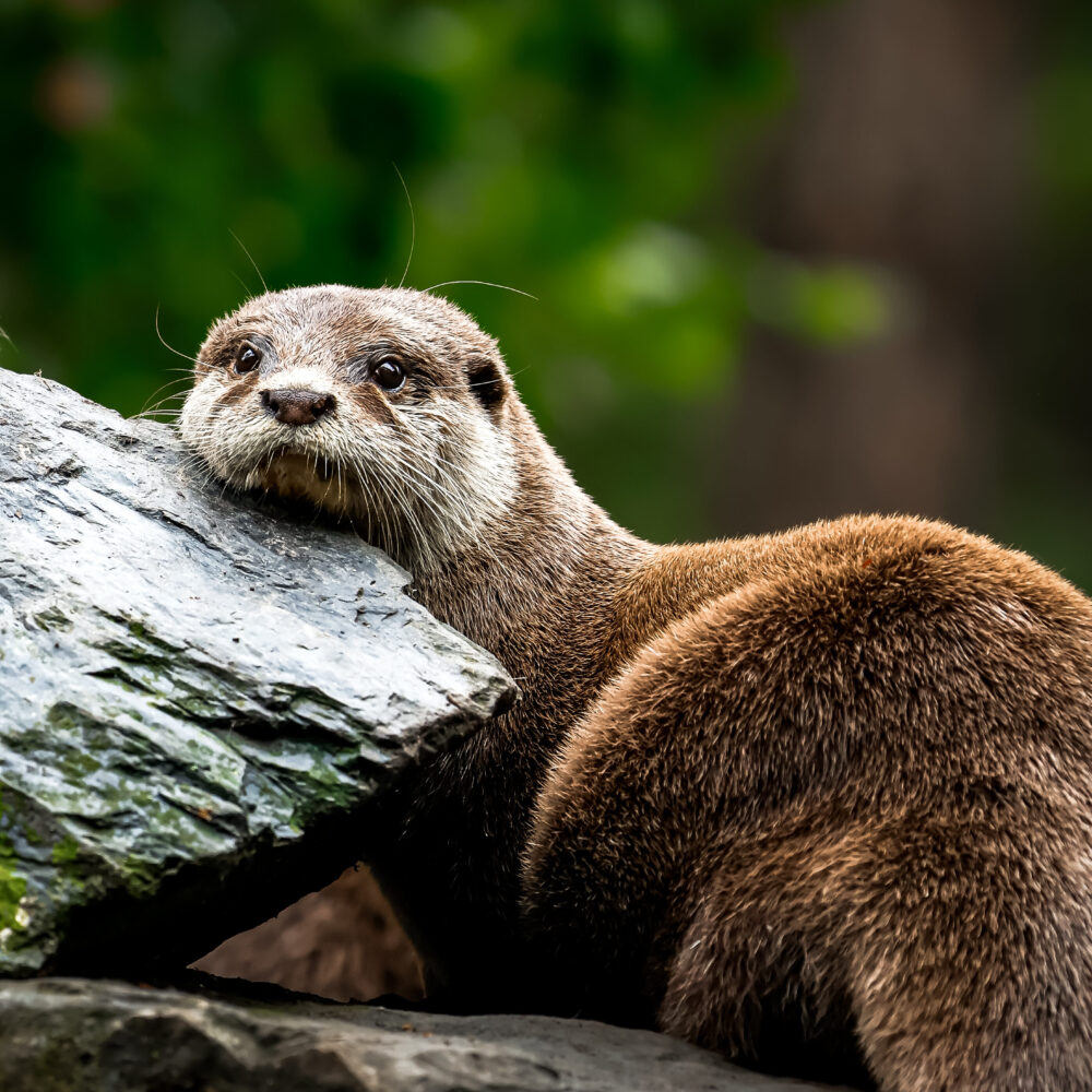 Vignette Loutre cendrée