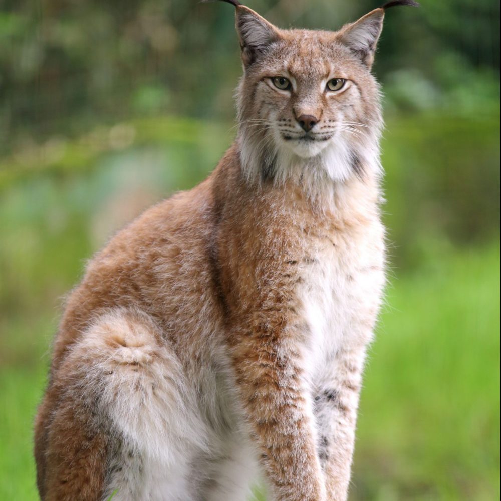 Vignette LYNX D’EURASIE