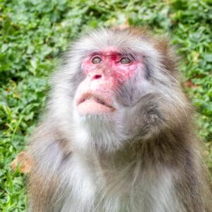 vignette Macaque japonais