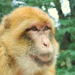 vignette MAGOT OU MACAQUE BERBÈRE