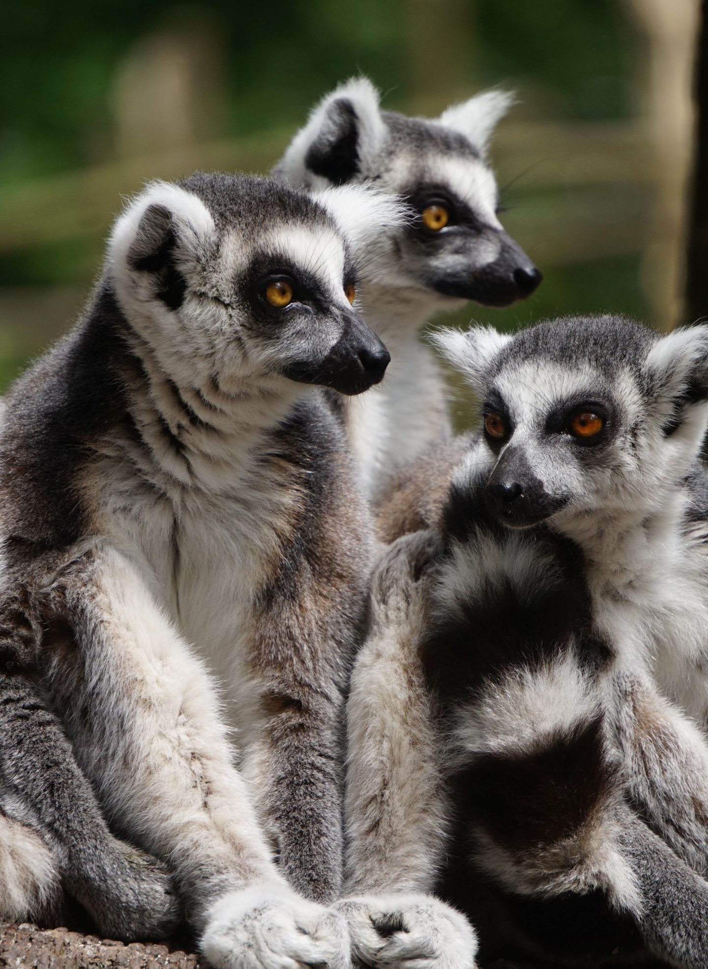 Trois lémuriens Maki Catta (Lemur catta) assis en groupe, observant attentivement leur environnement, avec leurs yeux orange vif et leur pelage gris distinctif.