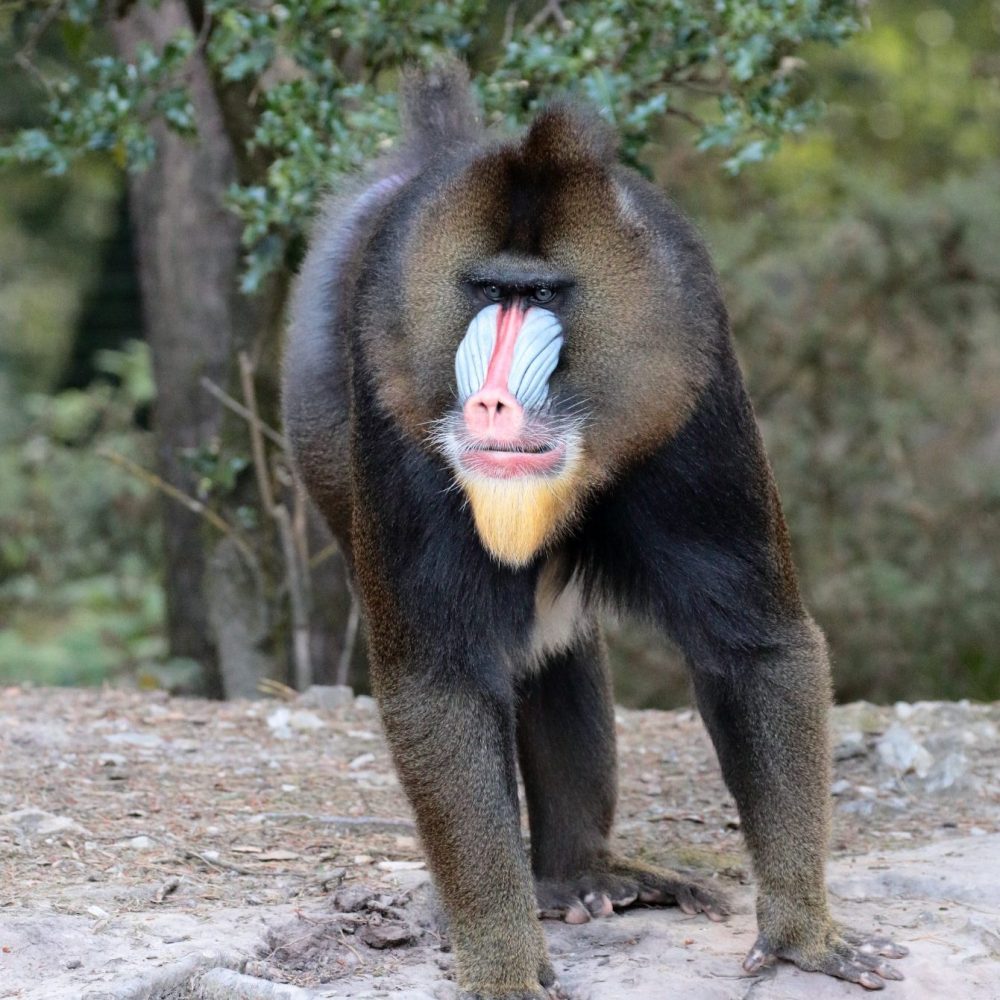 Vignette MANDRILL