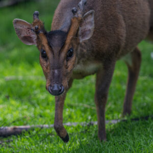 vignette Muntjac de Reeves
