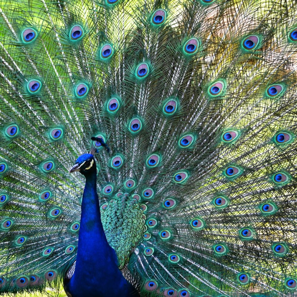 Vignette Paon bleu