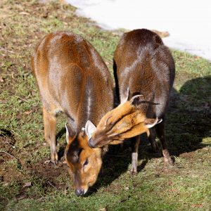 vignette MUNTJAC DE REEVES