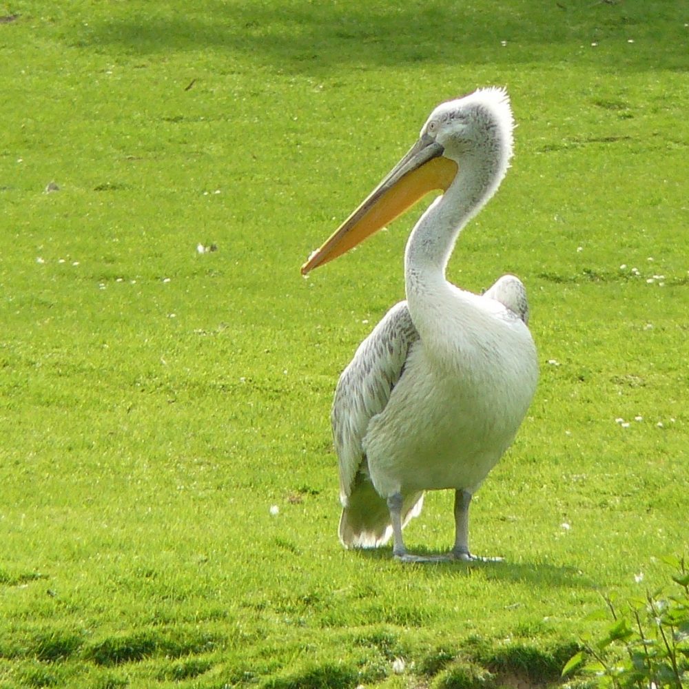 Vignette PÉLICAN FRISÉ