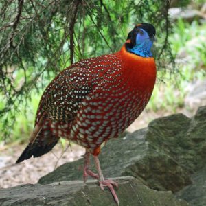 vignette TRAGOPAN DE TEMMINCK