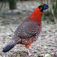 Vignette TRAGOPAN DE TEMMINCK