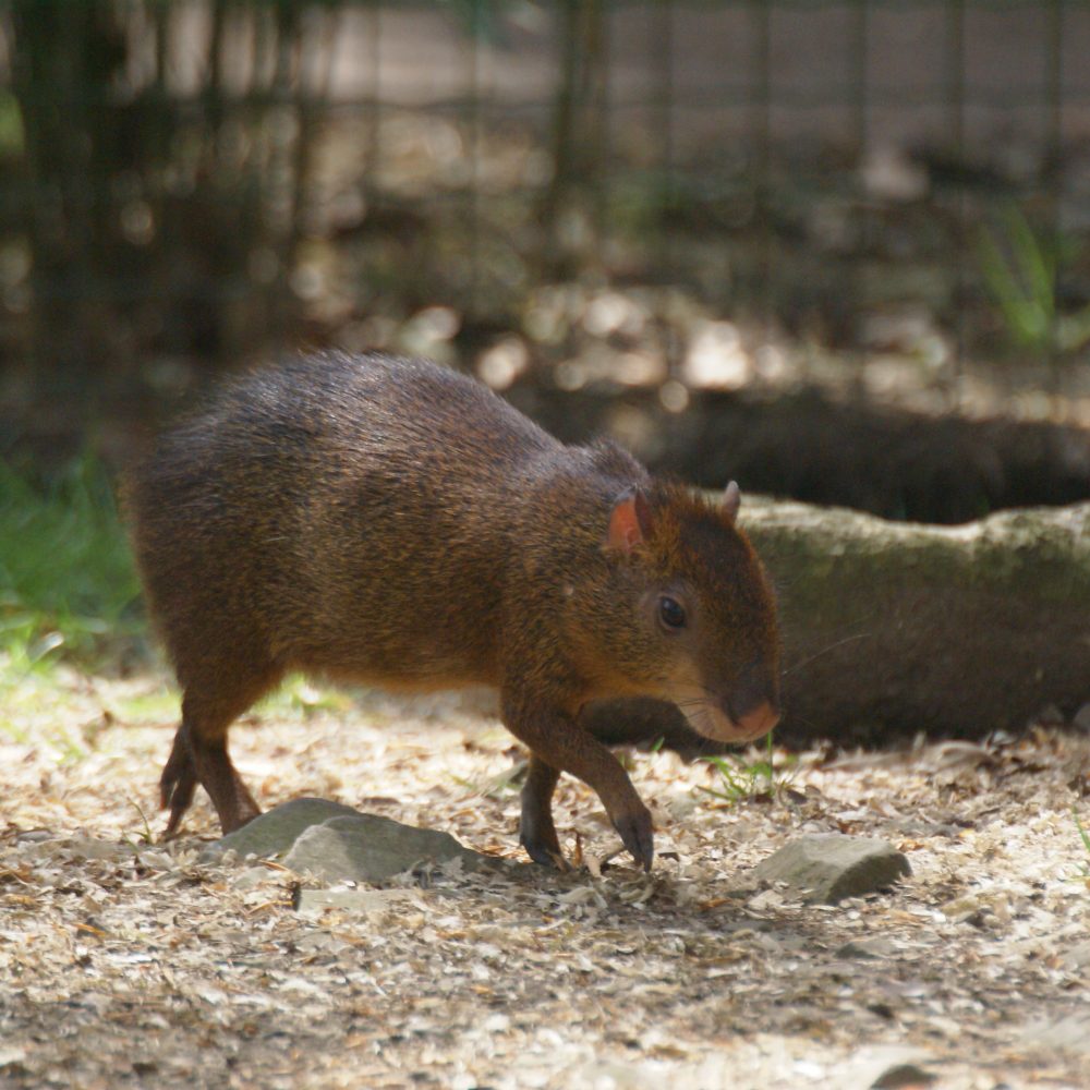 Agouti