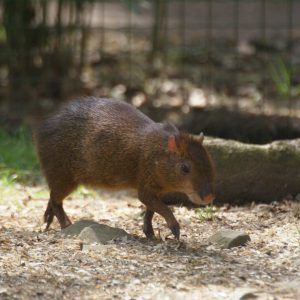 vignette AGOUTI PONCTUÉ