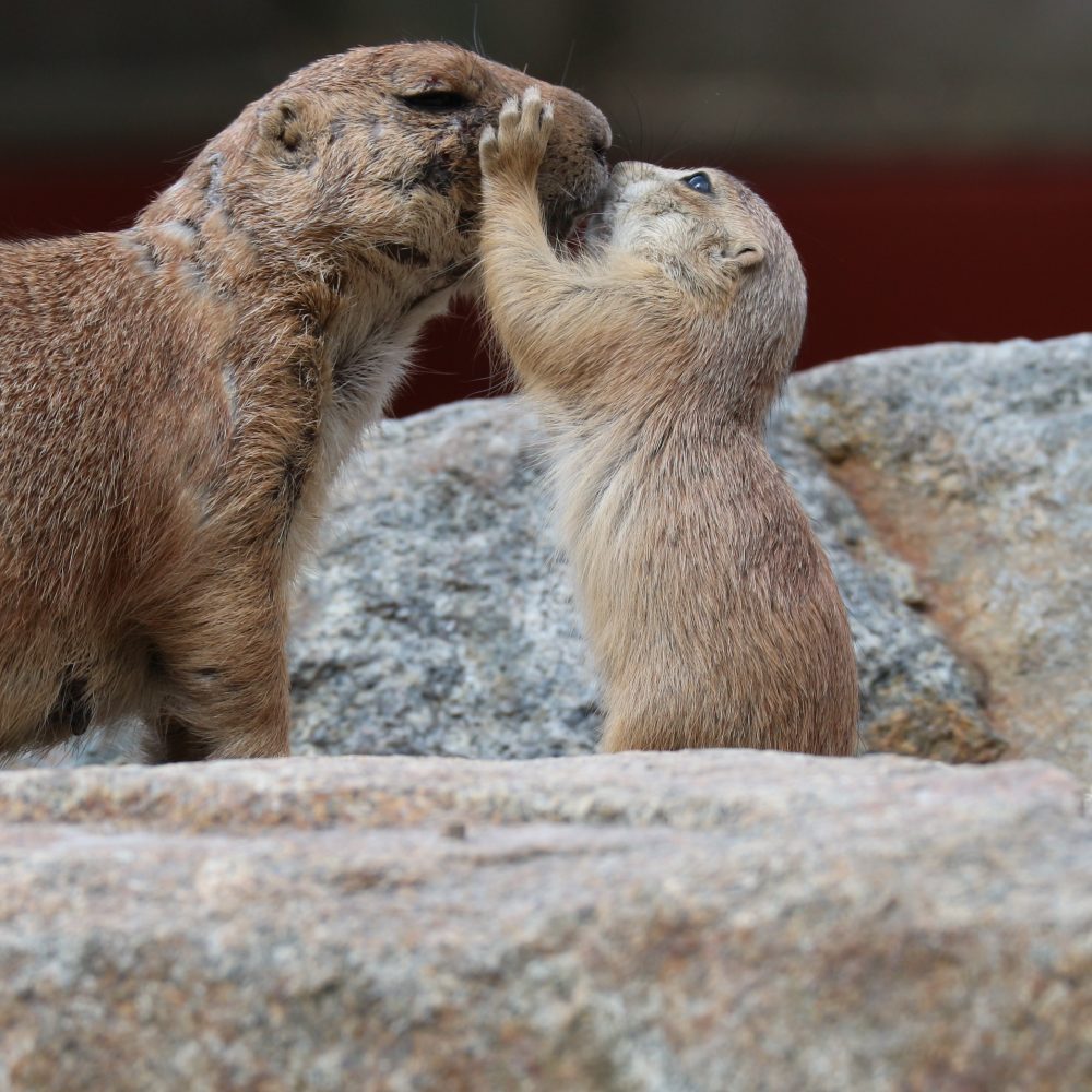 CHIEN DE PRAIRIE • Zoo de Jurques