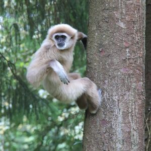 vignette GIBBON À MAINS BLANCHES