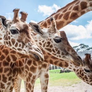 vignette GIRAFE DE KORDOFAN